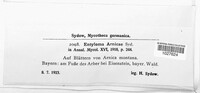 Entyloma arnicae image